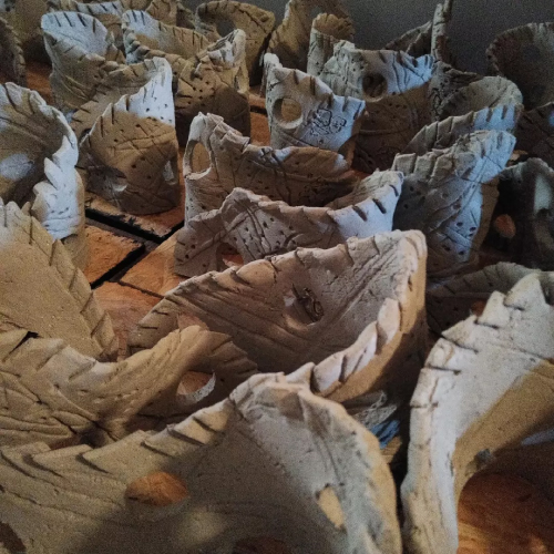 terrandsia tillandsia bergeri