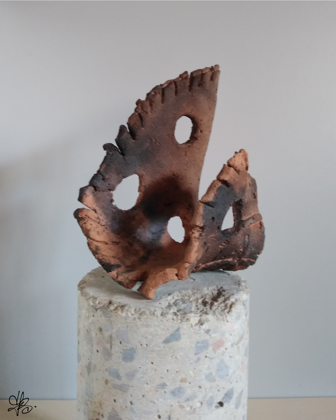 terrandsia tillandsia